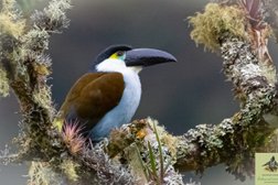 Bogota Birding and Colombia Wildlife Tours